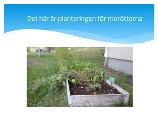 Det här är planteringen för morötterna
 