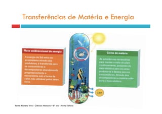 Transferências de Matéria e Energia




Fonte: Planeta Vivo - Ciências Naturais – 8º ano - Porto Editora
 