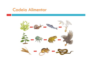 Cadeia Alimentar
 