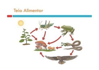 Teia Alimentar
 