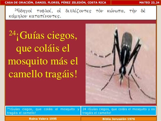 Resultado de imagen para mateo 23 24