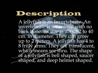 A jellyfish is an Invertebrate. An
invertebrate is an animal with no
back bone. Its size is about 2 to 40
cm. in diameter. They can grow
up to 2 meters. A jellyfish has 4 to
8 frilly arms. They are translucent,
which means see thru. The shape
of a jellyfish is bell shaped, saucer
shaped, and deep helmet shaped.

 