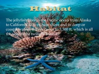 The jellyfish lives in the Pacific ocean from Alaska
to California. It lives near shore and in deep or
coastal waters. It lives down to 3,300 ft, which is all
the way to the twilight zone.

 