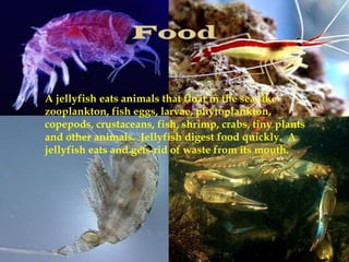 A jellyfish eats animals that float in the sea like
zooplankton, fish eggs, larvae, phytoplankton,
copepods, crustaceans, fish, shrimp, crabs, tiny plants
and other animals. Jellyfish digest food quickly. A
jellyfish eats and gets rid of waste from its mouth.

 