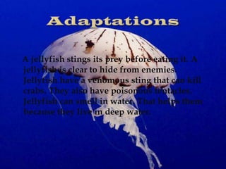 A jellyfish stings its prey before eating it. A
jellyfish is clear to hide from enemies.
Jellyfish have a venomous sting that can kill
crabs. They also have poisonous tentacles.
Jellyfish can smell in water. That helps them
because they live in deep water.

 