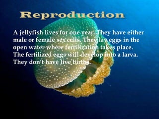A jellyfish lives for one year. They have either
male or female sex cells. They lay eggs in the
open water where fertilization takes place.
The fertilized eggs will develop into a larva.
They don’t have live births.

 