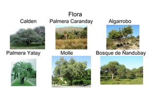 Flora
Calden Palmera Caranday Algarrobo
Palmera Yatay Molle Bosque de Ñandubay
 