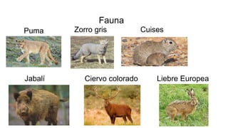 Fauna
Puma Zorro gris Cuises
Jabalí Ciervo colorado Liebre Europea
 