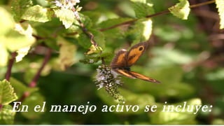 En el manejo activo se incluye:
 