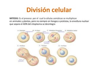 División celular 
MITOSIS: Es el proceso por el cual la células somáticas se multiplican 
en animales y plantas, pero no siempre en hongos o protistas, la envoltura nuclear 
que separa el ADN del citoplasma se desintegra 
 