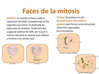 Faces de la mitosis 
Interface: Es cuando se lleva a cabo la 
replicación del ADN y la duplicación de los 
organelos para tener un duplicado de 
todo antes de dividirse. Tendremos dos 
juegos de cadenas de ADN, por lo que la 
mitosis consistirá en separar esas cadenas 
y llevarlas a las células hijas. 
Profase: Se produce en ella 
la condensación del material 
genético para formar unas estructuras 
altamente organizadas, 
los cromosomas. 
 