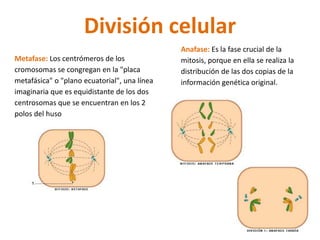 División celular 
Metafase: Los centrómeros de los 
cromosomas se congregan en la "placa 
metafásica" o "plano ecuatorial", una línea 
imaginaria que es equidistante de los dos 
centrosomas que se encuentran en los 2 
polos del huso 
Anafase: Es la fase crucial de la 
mitosis, porque en ella se realiza la 
distribución de las dos copias de la 
información genética original. 
 