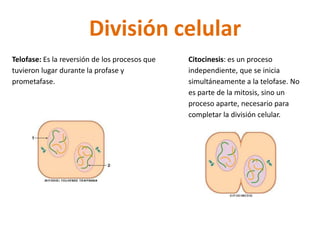División celular 
Telofase: Es la reversión de los procesos que 
tuvieron lugar durante la profase y 
prometafase. 
Citocinesis: es un proceso 
independiente, que se inicia 
simultáneamente a la telofase. No 
es parte de la mitosis, sino un 
proceso aparte, necesario para 
completar la división celular. 
 
