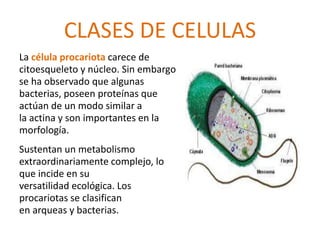 CLASES DE CELULAS 
La célula procariota carece de 
citoesqueleto y núcleo. Sin embargo 
se ha observado que algunas 
bacterias, poseen proteínas que 
actúan de un modo similar a 
la actina y son importantes en la 
morfología. 
Sustentan un metabolismo 
extraordinariamente complejo, lo 
que incide en su 
versatilidad ecológica. Los 
procariotas se clasifican 
en arqueas y bacterias. 
 