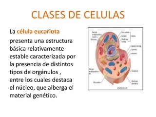 CLASES DE CELULAS 
La célula eucariota 
presenta una estructura 
básica relativamente 
estable caracterizada por 
la presencia de distintos 
tipos de orgánulos , 
entre los cuales destaca 
el núcleo, que alberga el 
material genético. 
 