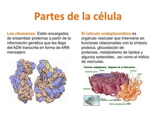 Partes de la célula 
El retículo endoplasmático es 
orgánulo vesicular que Interviene en 
funciones relacionadas con la síntesis 
proteica, glicosilación de 
proteínas, metabolismo de lípidos y 
algunos esteroides, así como el tráfico 
de vesículas. 
Los ribosomas: Están encargados 
de ensamblar proteínas a partir de la 
información genética que les llega 
del ADN transcrita en forma de ARN 
mensajero 
 
