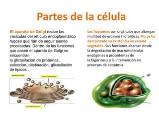 Partes de la célula 
El aparato de Golgi recibe las 
vesículas del retículo endoplasmático 
rugoso que han de seguir siendo 
procesadas. Dentro de las funciones 
que posee el aparato de Golgi se 
encuentran 
la glicosilación de proteínas, 
selección, destinación, glicosilación 
de lípidos . 
Los lisosomas son orgánulos que albergan 
multitud de enzimas hidrolíticas. No se ha 
demostrado su existencia en células 
vegetales. Sus funciones abarcan desde 
la degradación de macromoléculas 
endógenas o procedentes de 
la fagocitosis a la intervención en 
procesos de apoptosis. 
 