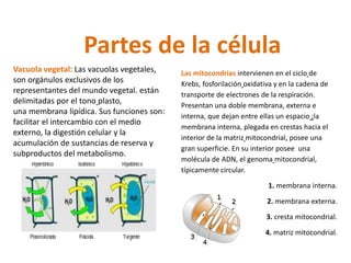 Partes de la célula 
Vacuola vegetal: Las vacuolas vegetales, 
son orgánulos exclusivos de los 
representantes del mundo vegetal. están 
delimitadas por el tono plasto, 
una membrana lipídica. Sus funciones son: 
facilitar el intercambio con el medio 
externo, la digestión celular y la 
acumulación de sustancias de reserva y 
subproductos del metabolismo. 
Las mitocondrias intervienen en el ciclo de 
Krebs, fosforilación oxidativa y en la cadena de 
transporte de electrones de la respiración. 
Presentan una doble membrana, externa e 
interna, que dejan entre ellas un espacio ;la 
membrana interna, plegada en crestas hacia el 
interior de la matriz mitocondrial, posee una 
gran superficie. En su interior posee una 
molécula de ADN, el genoma mitocondrial, 
típicamente circular. 
1. membrana interna. 
2. membrana externa. 
3. cresta mitocondrial. 
4. matriz mitocondrial. 
 