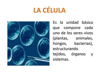LA CÉLULA 
Es la unidad básica 
que compone cada 
uno de los seres vivos 
(plantas, animales, 
hongos, bacterias), 
estructurando 
tejidos, órganos y 
sistemas. 
 