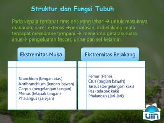 Materi 1-pengenalan-amfibi | PPT