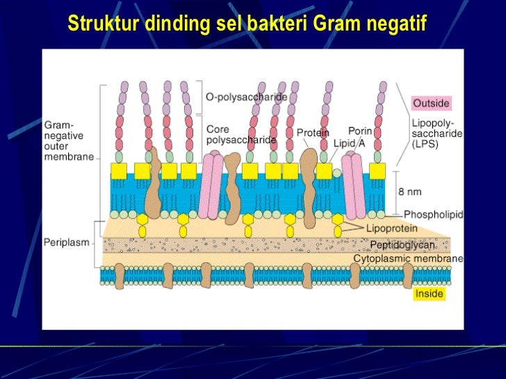Struktur Dinding Sel Bakteri Gram Positif Berbagai Struktur