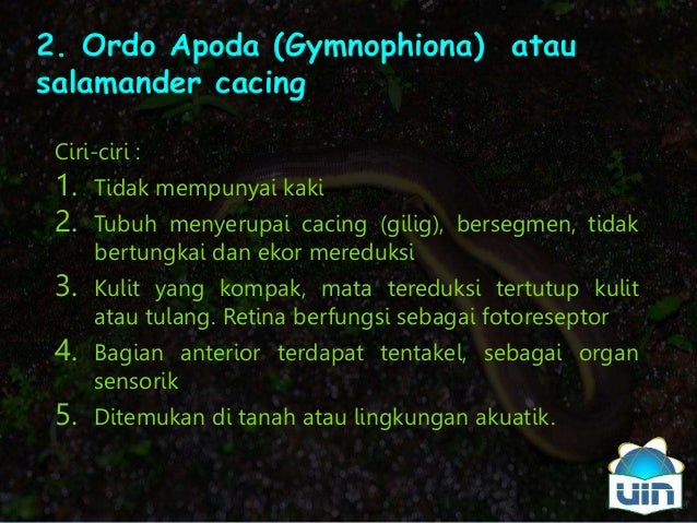 80+ Gambar Salamander Cacing Paling Hist 80+ Gambar Salamander Cacing Paling Hist