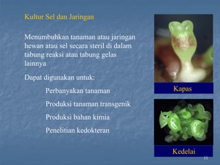 Kapas
Kultur Sel dan Jaringan
Menumbuhkan tanaman atau jaringan
hewan atau sel secara steril di dalam
tabung reaksi atau tabung gelas
lainnya
Dapat digunakan untuk:
Perbanyakan tanaman
Produksi tanaman transgenik
Produksi bahan kimia
Penelitian kedokteran
Kedelai
11
 