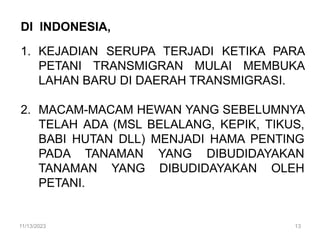 DI INDONESIA,
1. KEJADIAN SERUPA TERJADI KETIKA PARA
PETANI TRANSMIGRAN MULAI MEMBUKA
LAHAN BARU DI DAERAH TRANSMIGRASI.
2. MACAM-MACAM HEWAN YANG SEBELUMNYA
TELAH ADA (MSL BELALANG, KEPIK, TIKUS,
BABI HUTAN DLL) MENJADI HAMA PENTING
PADA TANAMAN YANG DIBUDIDAYAKAN
TANAMAN YANG DIBUDIDAYAKAN OLEH
PETANI.
11/13/2023 13
 