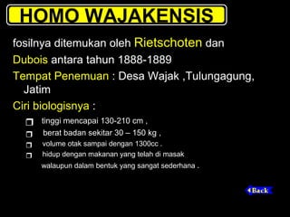 HOMO WAJAKENSIS

  



fosilnya ditemukan oleh Rietschoten dan
Dubois antara tahun 1888-1889
Tempat Penemuan : Desa Wajak ,Tulungagung,
Jatim
Ciri biologisnya :
tinggi mencapai 130-210 cm ,
berat badan sekitar 30 – 150 kg ,
volume otak sampai dengan 1300cc .
hidup dengan makanan yang telah di masak
walaupun dalam bentuk yang sangat sederhana .

 