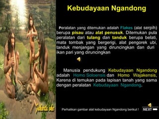 Kebudayaan Ngandong
serpih)
berupa pisau atau alat penusuk. Ditemukan pula
peralatan dari tulang dan tanduk berupa belati,
mata tombak yang bergerigi, alat pengorek ubi,
tanduk menjangan yang diruncingkan dan duri
ikan pari yang diruncingkan
Peralatan yang ditemukan adalah Flakes (alat

Manusia pendukung Kebudayaan Ngandong
adalah Homo Soloensis dan Homo Wajakensis,
Karena di temukan pada lapisan tanah yang sama
dengan peralatan Kebudayaan Ngandong.

Perhatikan gambar alat kebudayaan Ngandong berikut !

 