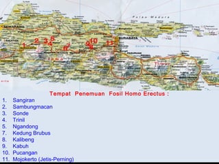 1.
2.
3.
4.
5.
7.
8.
9.
10.
11.

Tempat Penemuan Fosil Homo Erectus :

Sangiran
Sambungmacan
Sonde
Trinil
Ngandong
Kedung Brubus
Kalibeng
Kabuh
Pucangan
Mojokerto (Jetis-Perning)

 