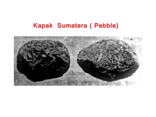 Kapak Sumatera ( Pebble)

 