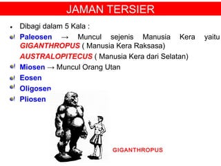 JAMAN TERSIER
• Dibagi dalam 5 Kala :
• Paleosen → Muncul sejenis Manusia Kera
GIGANTHROPUS ( Manusia Kera Raksasa)
AUSTRALOPITECUS ( Manusia Kera dari Selatan)
Miosen → Muncul Orang Utan
Eosen
Oligosen
Pliosen

GIGANTHROPUS

yaitu

 