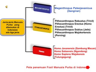 Meganthropus Paleojavanicus
(Sangiran)

Jenis-jenis Manusia
Purba yang
ditemukan di
Indonesia
ada tiga jenis

Pithecanthropus Robustus (Trinil)
Pithecanthropus Erectus (Homo
Erectus) (Trinil)
Pithecanthropus Dubius (Jetis)
Pithecanthropus Mojokertensis
(Perning)

Homo Javanensis (Sambung Macan)
Homo Soloensis (Ngandong)
Homo Sapiens Wajakensis
(Tulungagung)

Peta penemuan Fosil Manusia Purba di Indonesia

 