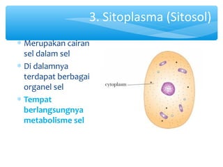 SEL,TAKSONOMI,ORGANISASI KEHIDUPAN | PPT