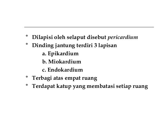 Anatomi Manusia