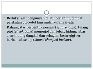 • Reduksi alat pengunyah relatif berlanjut; tempat
  pelekatan otot-otot lain mulai kurang nyata.
• Rahang atas berbentuk persegi (scuare jaws), tulang
  pipi (cheek bone) menonjol dan lebar, hidung lebar,
  akar hidung dangkal dan sebagian besar gigi seri
  berbentuk sekop (shovel sharped incisor).
 