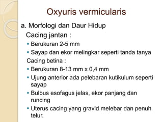 Oxyuris vermicularis
a. Morfologi dan Daur Hidup
Cacing jantan :
 Berukuran 2-5 mm
 Sayap dan ekor melingkar seperti tanda tanya
Cacing betina :
 Berukuran 8-13 mm x 0,4 mm
 Ujung anterior ada pelebaran kutikulum seperti
sayap
 Bulbus esofagus jelas, ekor panjang dan
runcing
 Uterus cacing yang gravid melebar dan penuh
telur.
 