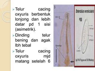 Telur cacing
oxyuris berbentuk
lonjong dan lebih
datar pd 1 sisi
(asimetrik).
Dinding telur
bening dan agak
lbh tebal
Telur cacing
oxyuris mjd
matang setelah 6
jam dikeluarkan
dan bersifat
resisten thd
desinfektan dan
udara dingin
 