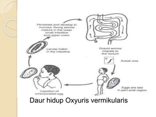Daur hidup Oxyuris vermikularis
 