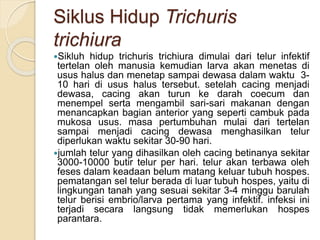 Siklus Hidup Trichuris
trichiura
Sikluh hidup trichuris trichiura dimulai dari telur infektif
tertelan oleh manusia kemudian larva akan menetas di
usus halus dan menetap sampai dewasa dalam waktu 3-
10 hari di usus halus tersebut. setelah cacing menjadi
dewasa, cacing akan turun ke darah coecum dan
menempel serta mengambil sari-sari makanan dengan
menancapkan bagian anterior yang seperti cambuk pada
mukosa usus. masa pertumbuhan mulai dari tertelan
sampai menjadi cacing dewasa menghasilkan telur
diperlukan waktu sekitar 30-90 hari.
jumlah telur yang dihasilkan oleh cacing betinanya sekitar
3000-10000 butir telur per hari. telur akan terbawa oleh
feses dalam keadaan belum matang keluar tubuh hospes.
pematangan sel telur berada di luar tubuh hospes, yaitu di
lingkungan tanah yang sesuai sekitar 3-4 minggu barulah
telur berisi embrio/larva pertama yang infektif. infeksi ini
terjadi secara langsung tidak memerlukan hospes
parantara.
 