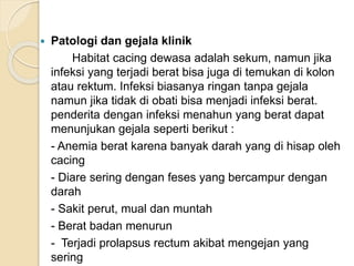  Patologi dan gejala klinik
Habitat cacing dewasa adalah sekum, namun jika
infeksi yang terjadi berat bisa juga di temukan di kolon
atau rektum. Infeksi biasanya ringan tanpa gejala
namun jika tidak di obati bisa menjadi infeksi berat.
penderita dengan infeksi menahun yang berat dapat
menunjukan gejala seperti berikut :
- Anemia berat karena banyak darah yang di hisap oleh
cacing
- Diare sering dengan feses yang bercampur dengan
darah
- Sakit perut, mual dan muntah
- Berat badan menurun
- Terjadi prolapsus rectum akibat mengejan yang
sering
 