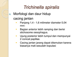 Trichinella spiralis
a. Morfologi dan daur hidup
cacing jantan
 Panjang 1,4 - 1,6 milimeter diameter 0,04
mm-
 Bagian anterior lebih ramping dan berisi
stichosome oesophagus.
 Ujung posterior lebih tumpul dan mempunyai
2 conical papillae.
 Cacing jantan jarang dapat ditemukan karena
biasanya mati sesudah kopulasi
 