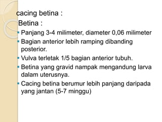 cacing betina :
Betina :
 Panjang 3-4 milimeter, diameter 0,06 milimeter
 Bagian anterior lebih ramping dibanding
posterior.
 Vulva terletak 1/5 bagian anterior tubuh.
 Betina yang gravid nampak mengandung larva
dalam uterusnya.
 Cacing betina berumur lebih panjang daripada
yang jantan (5-7 minggu)
 