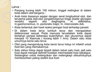Larva :
 Panjang kurang lebih 100 mikron, tinggal melingkar di dalam
kista dalam otot bergaris.-
 Arah kista biasanya sejajar dengan serat longitudinal otot, dan
terutama pada otot-otot yangaktivitasnya tinggi (kadar glycogen
rendah) seperti: otot diagfragma, m. deltoideus,
m.gastrocnemius, m. pectoralis major, m. intercostalis dsb.
 Kista terbentuk dari hasil reaksi jaringan host terhadap parasit.
 Di dalam kista larva tumbuh terus dan mengadakan
deferensiasi sexual. Pada manusia larvadalam kista dapat
bertahan sampai beberapa bulan/tahun, dan ukurannya dapat
menjadi 10 Xsemula ( kurang lebih 1 mm). Dalam satu kista
umumnya berisi satu larva-
 Otot yang mengandung kista berisi larva hidup ini infektif untuk
host lain yang memakannya.
 Satu siklus hidup dapat terjadi dalam tubuh satu host, jadi satu
host dapat menjadi definitif hostdan intermediate host sekaligus.
Sedangkan untuk melanjutkan dan melengkapi siklushidupnya
membutuhkan paling sedikit dua host
 