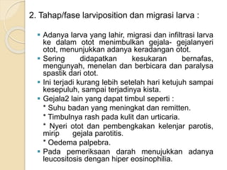 2. Tahap/fase larviposition dan migrasi larva :
 Adanya larva yang lahir, migrasi dan infiltrasi larva
ke dalam otot menimbulkan gejala- gejalanyeri
otot, menunjukkan adanya keradangan otot.
 Sering didapatkan kesukaran bernafas,
mengunyah, menelan dan berbicara dan paralysa
spastik dari otot.
 Ini terjadi kurang lebih setelah hari ketujuh sampai
kesepuluh, sampai terjadinya kista.
 Gejala2 lain yang dapat timbul seperti :
* Suhu badan yang meningkat dan remitten.
* Timbulnya rash pada kulit dan urticaria.
* Nyeri otot dan pembengkakan kelenjar parotis,
mirip gejala parotitis.
* Oedema palpebra.
 Pada pemeriksaan darah menujukkan adanya
leucositosis dengan hiper eosinophilia.
 