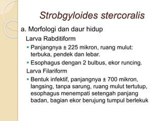 Strobgyloides stercoralis
a. Morfologi dan daur hidup
Larva Rabditiform
 Panjangnya ± 225 mikron, ruang mulut:
terbuka, pendek dan lebar.
 Esophagus dengan 2 bulbus, ekor runcing.
Larva Filariform
 Bentuk infektif, panjangnya ± 700 mikron,
langsing, tanpa sarung, ruang mulut tertutup,
esophagus menempati setengah panjang
badan, bagian ekor berujung tumpul berlekuk
 
