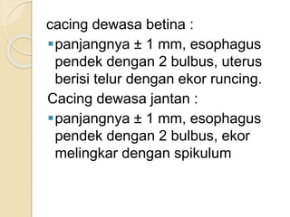 cacing dewasa betina :
panjangnya ± 1 mm, esophagus
pendek dengan 2 bulbus, uterus
berisi telur dengan ekor runcing.
Cacing dewasa jantan :
panjangnya ± 1 mm, esophagus
pendek dengan 2 bulbus, ekor
melingkar dengan spikulum
 