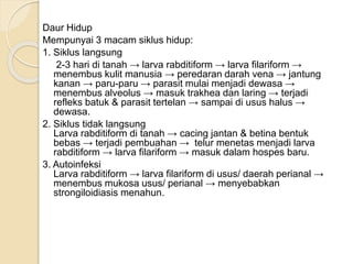 Daur Hidup
Mempunyai 3 macam siklus hidup:
1. Siklus langsung
2-3 hari di tanah → larva rabditiform → larva filariform →
menembus kulit manusia → peredaran darah vena → jantung
kanan → paru-paru → parasit mulai menjadi dewasa →
menembus alveolus → masuk trakhea dan laring → terjadi
refleks batuk & parasit tertelan → sampai di usus halus →
dewasa.
2. Siklus tidak langsung
Larva rabditiform di tanah → cacing jantan & betina bentuk
bebas → terjadi pembuahan → telur menetas menjadi larva
rabditiform → larva filariform → masuk dalam hospes baru.
3. Autoinfeksi
Larva rabditiform → larva filariform di usus/ daerah perianal →
menembus mukosa usus/ perianal → menyebabkan
strongiloidiasis menahun.
 
