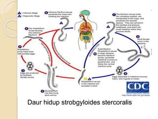 Daur hidup strobgyloides stercoralis
 